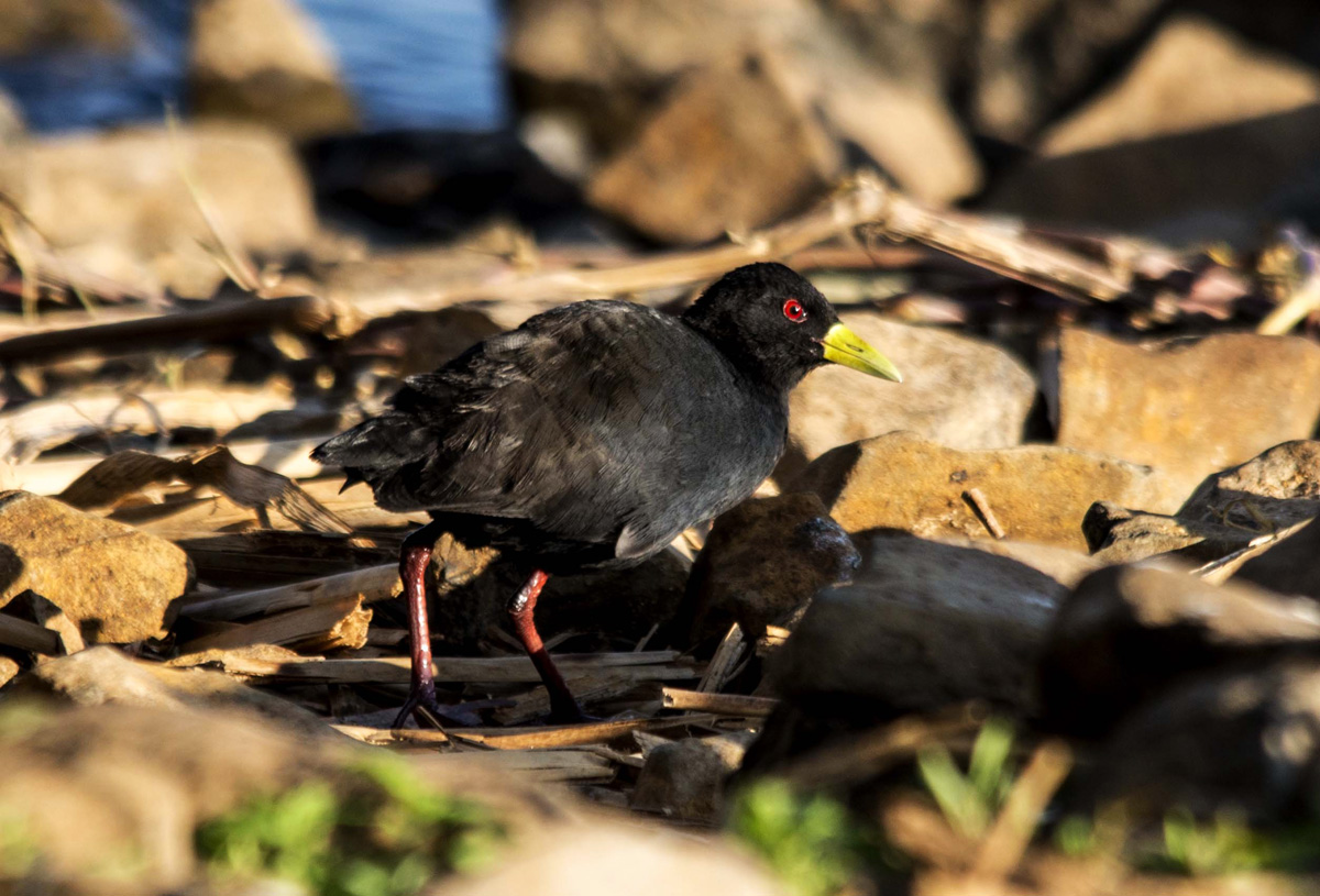 Amaurornis flavirostra