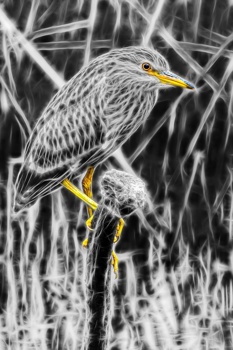 A night heron (special)
