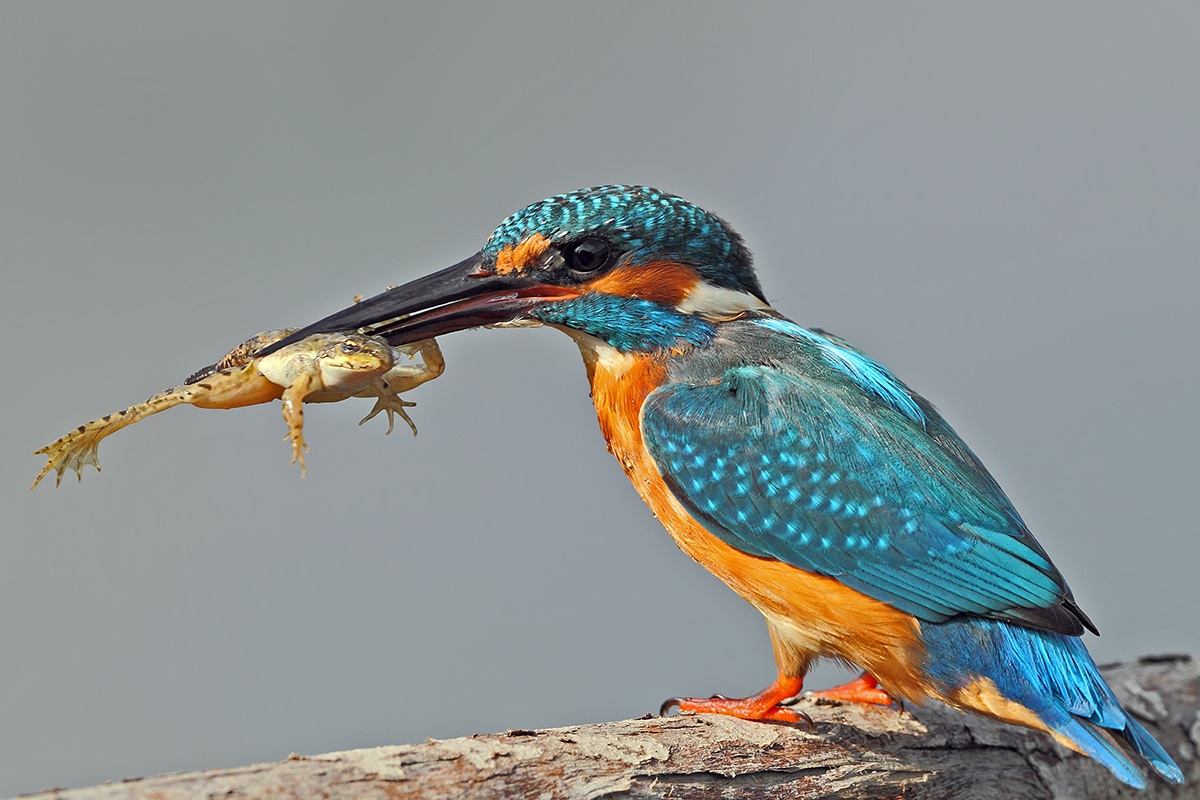 Martin pescatore con rana