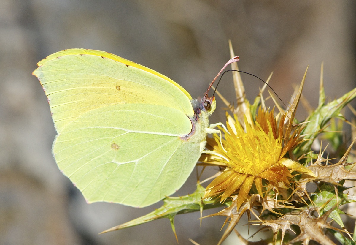 Gonepterix cleopatra