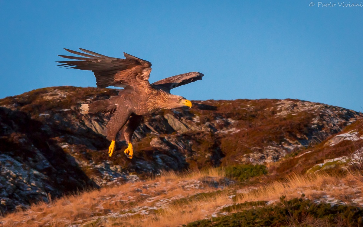 White-tailed Sea Eagle