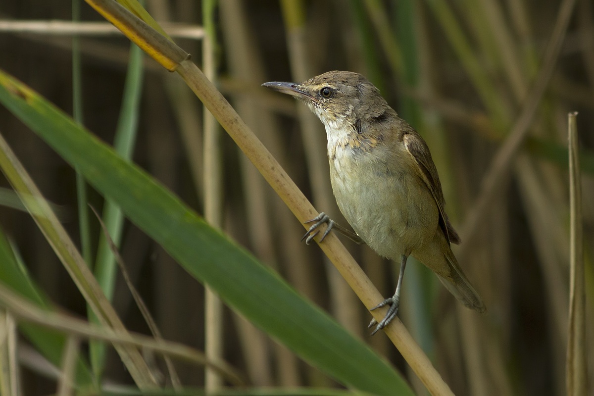 Cannareccione giovane