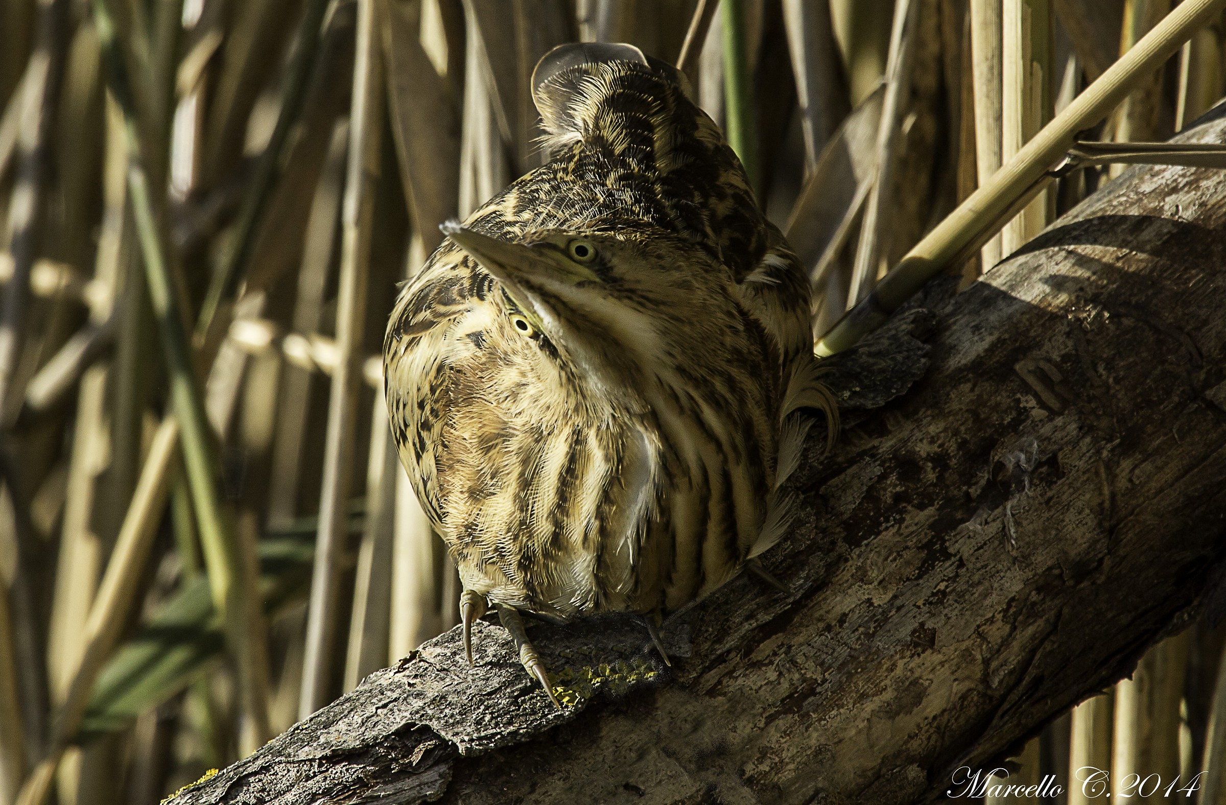 Bittern young