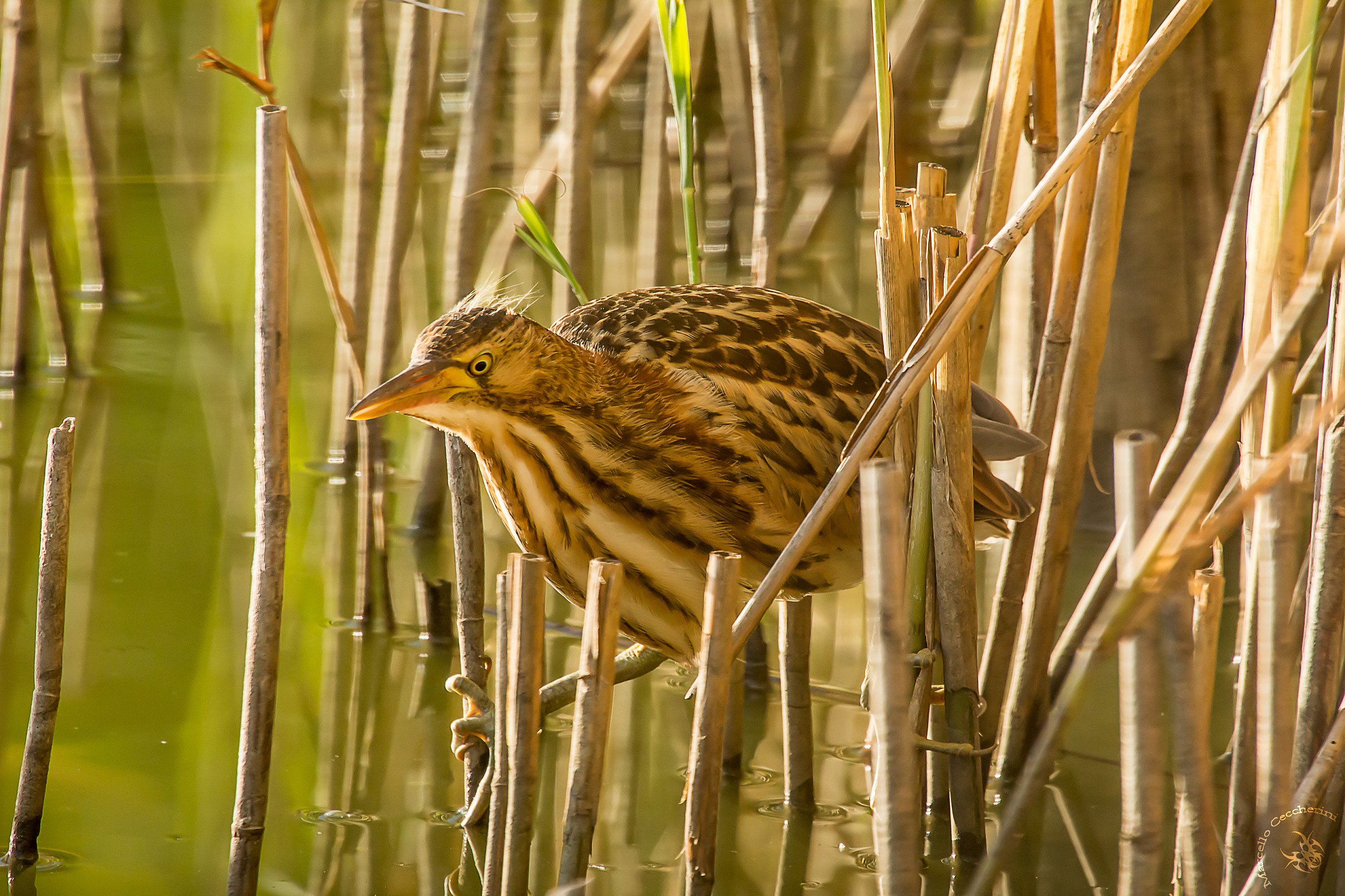 Bittern young