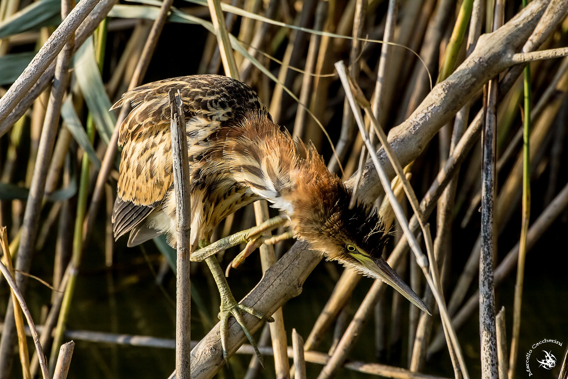 Bittern that messes hairstyle.