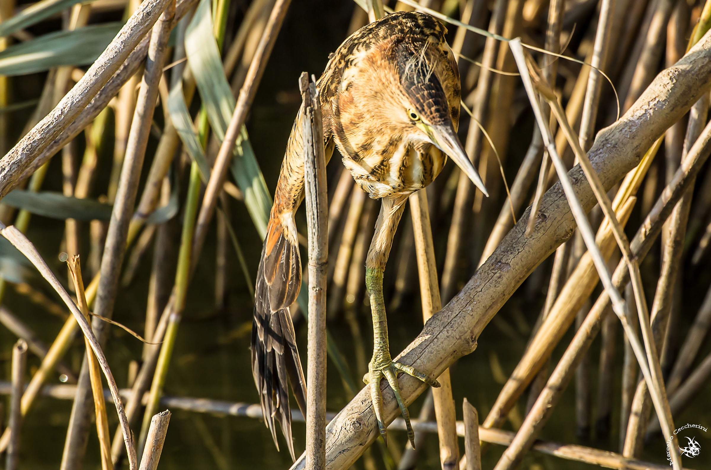 Bittern during the stretch.