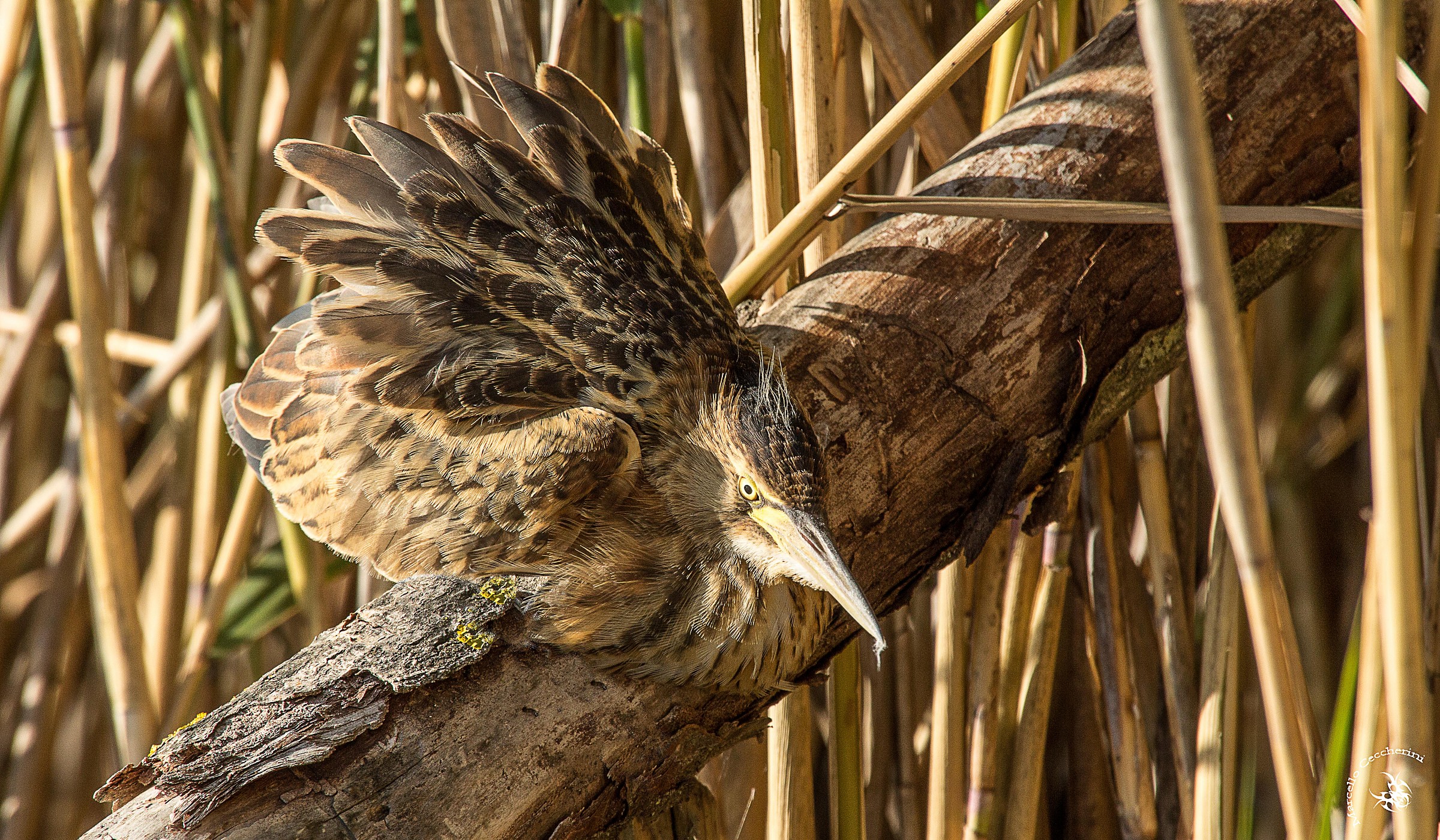 Bittern young