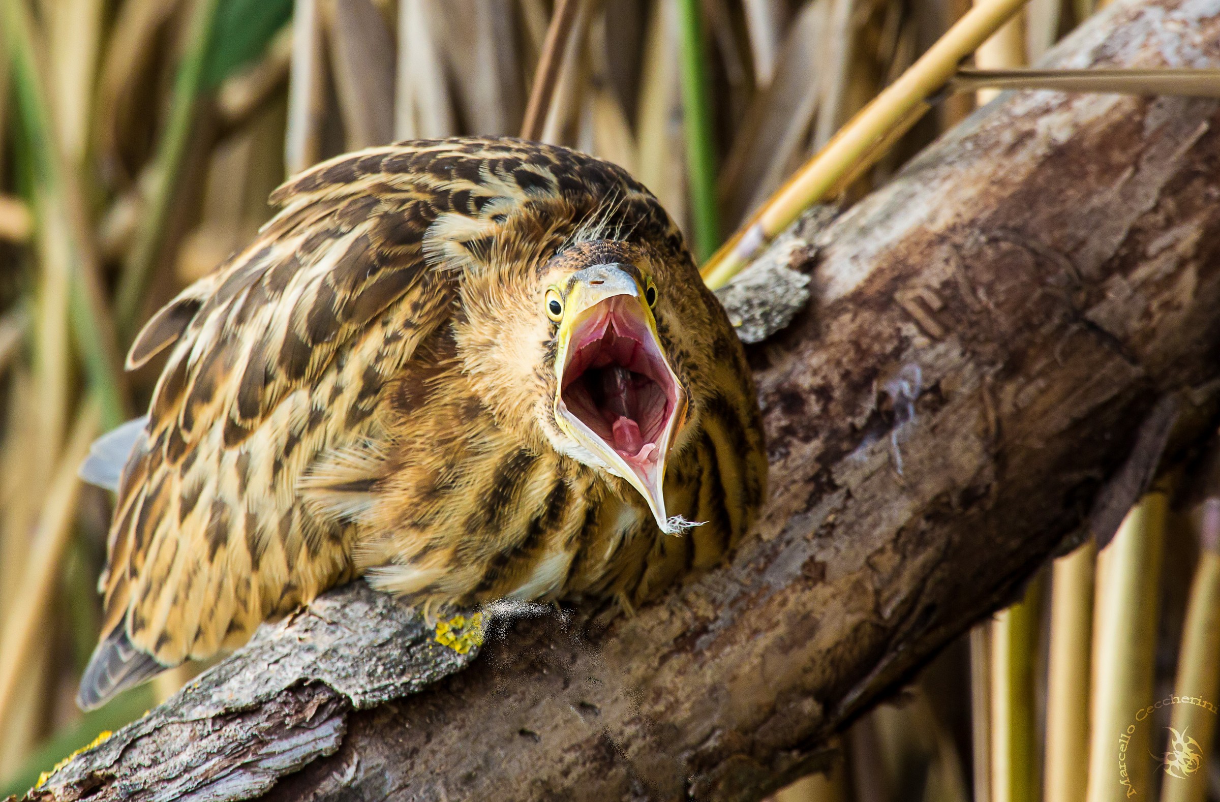 Bittern surprised