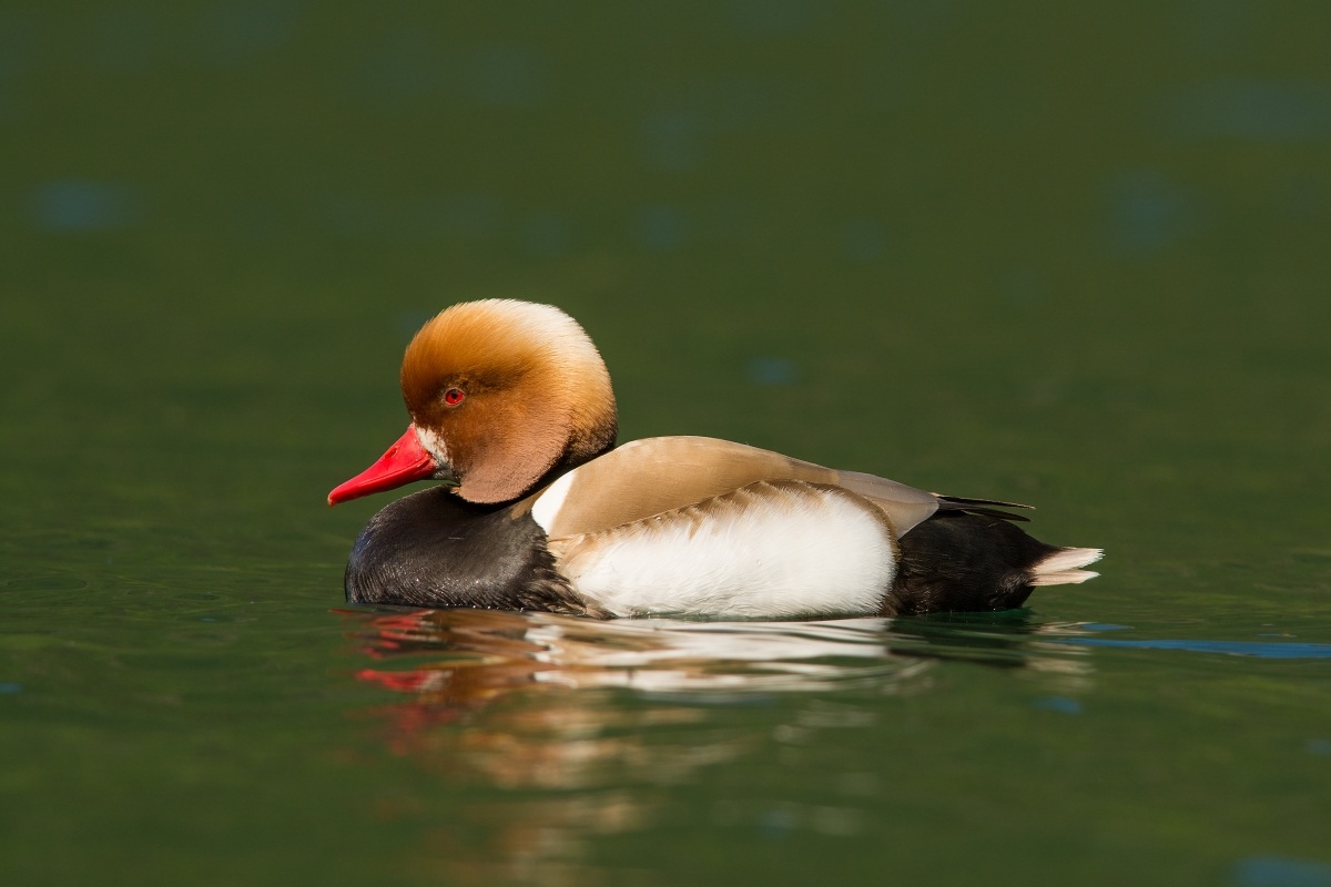 Pochard turkish