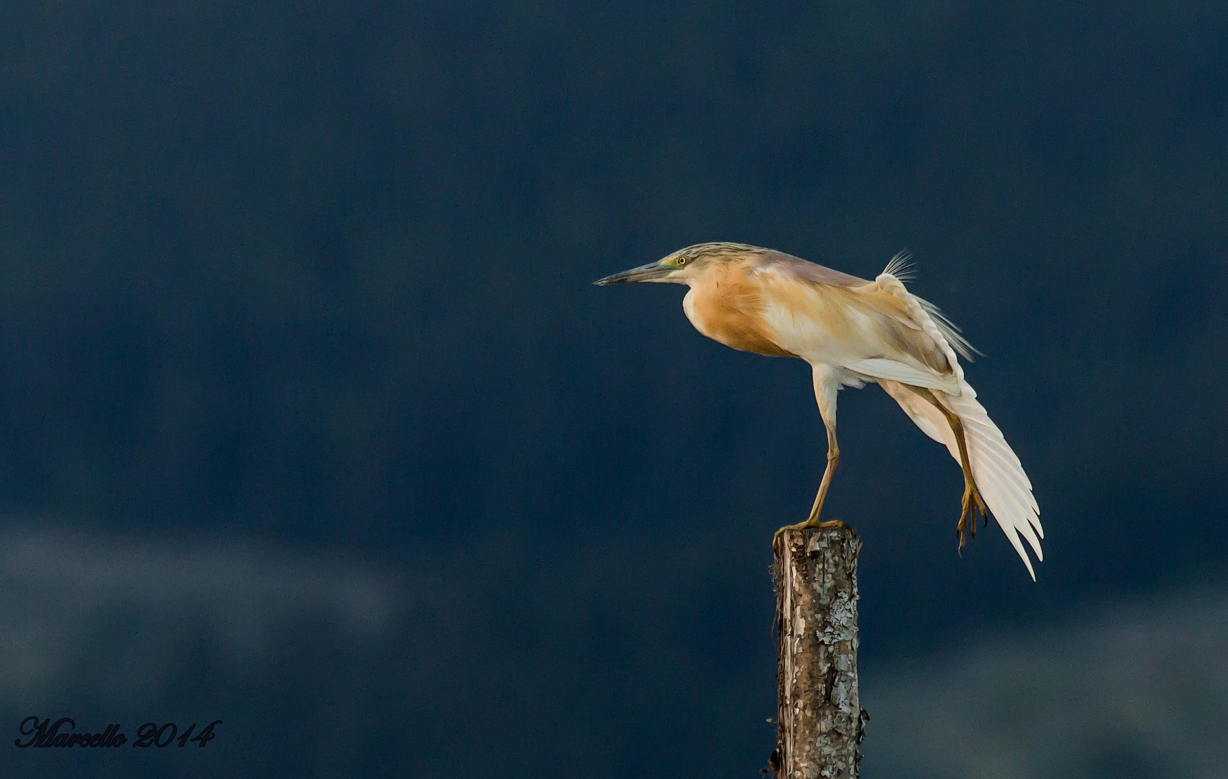 Ardeola ralloides undergoing stretch