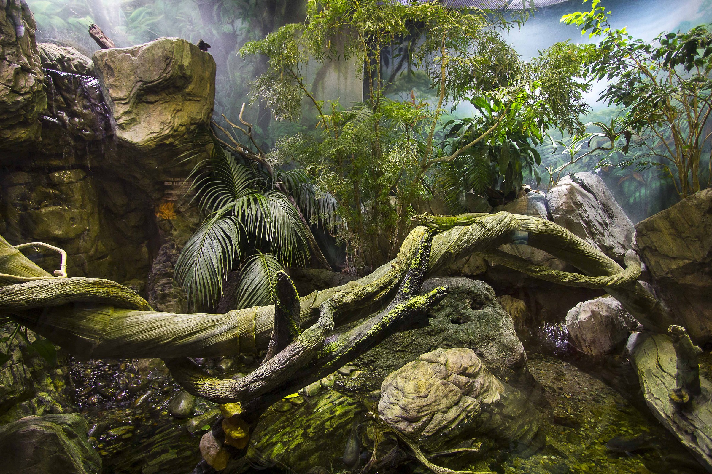 Chameleon al'acquario Genoa