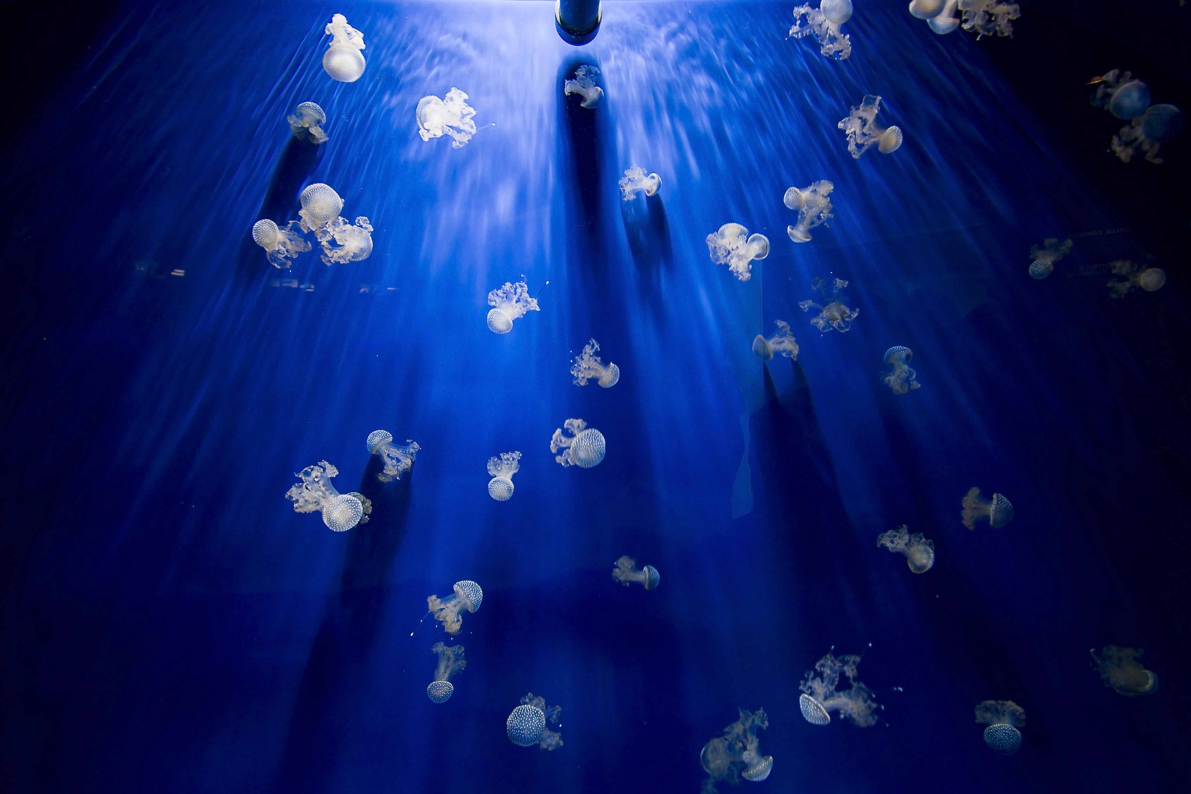 Meduse all'acquario di Genova