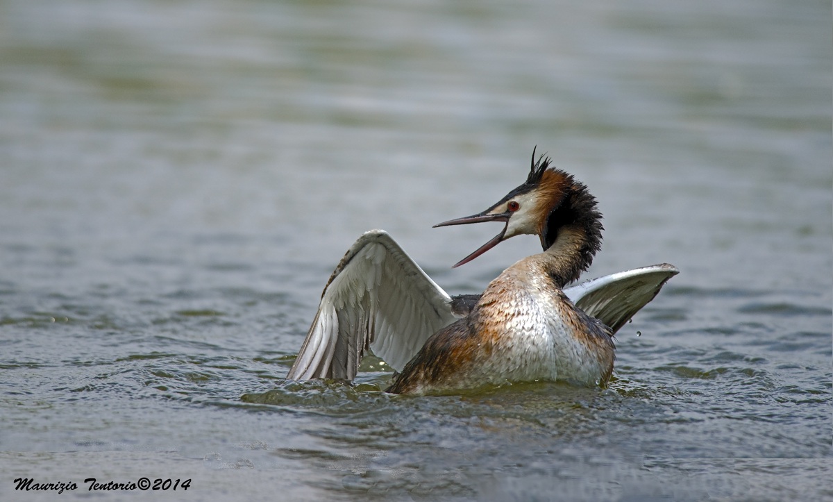 Grebe