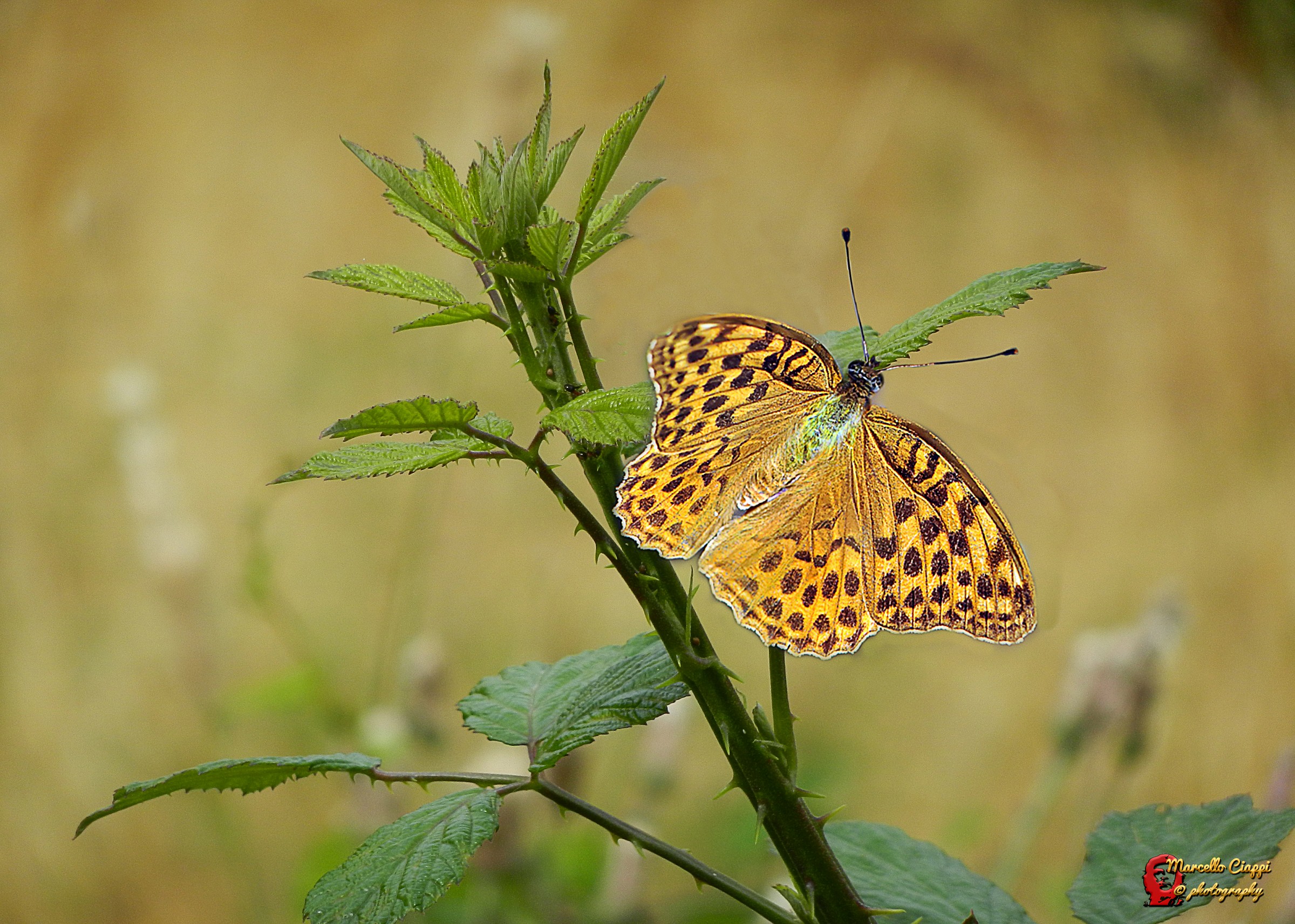 Argynnis paphia