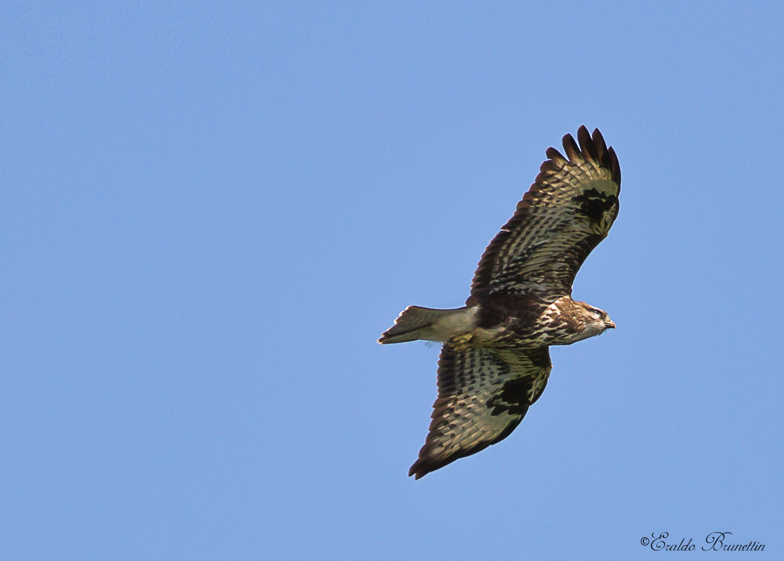Poiana (buteo buteo)