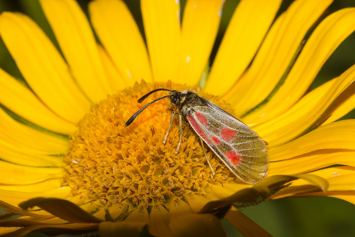 Zigena su Arnica montana