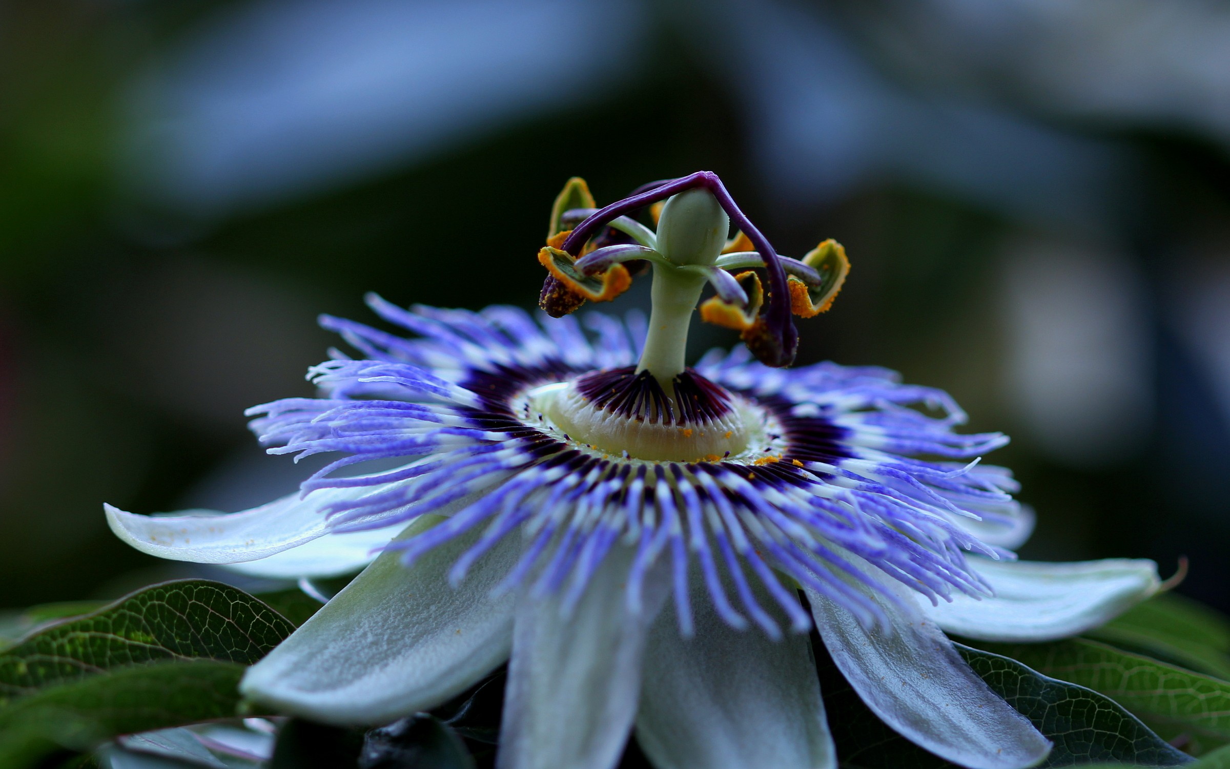 La mia passiflora