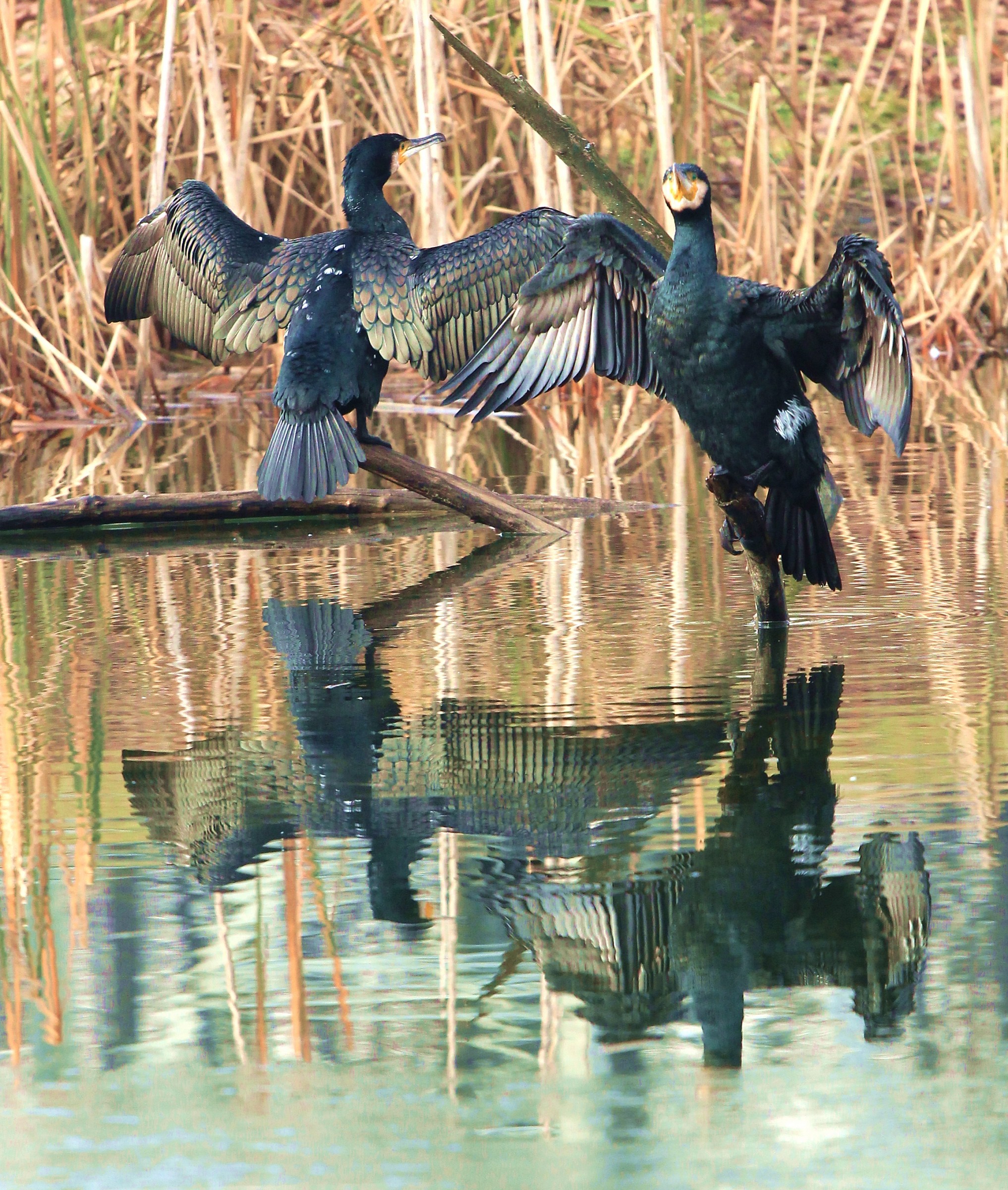 Cormorani in bella vista..