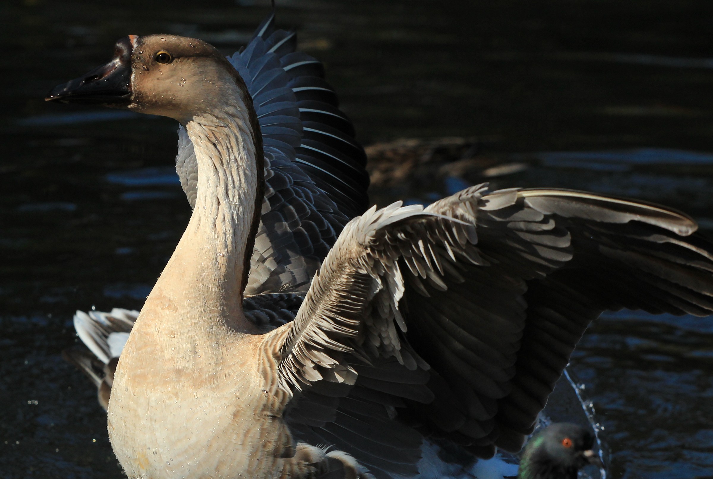 Come mi sento più fresca..
