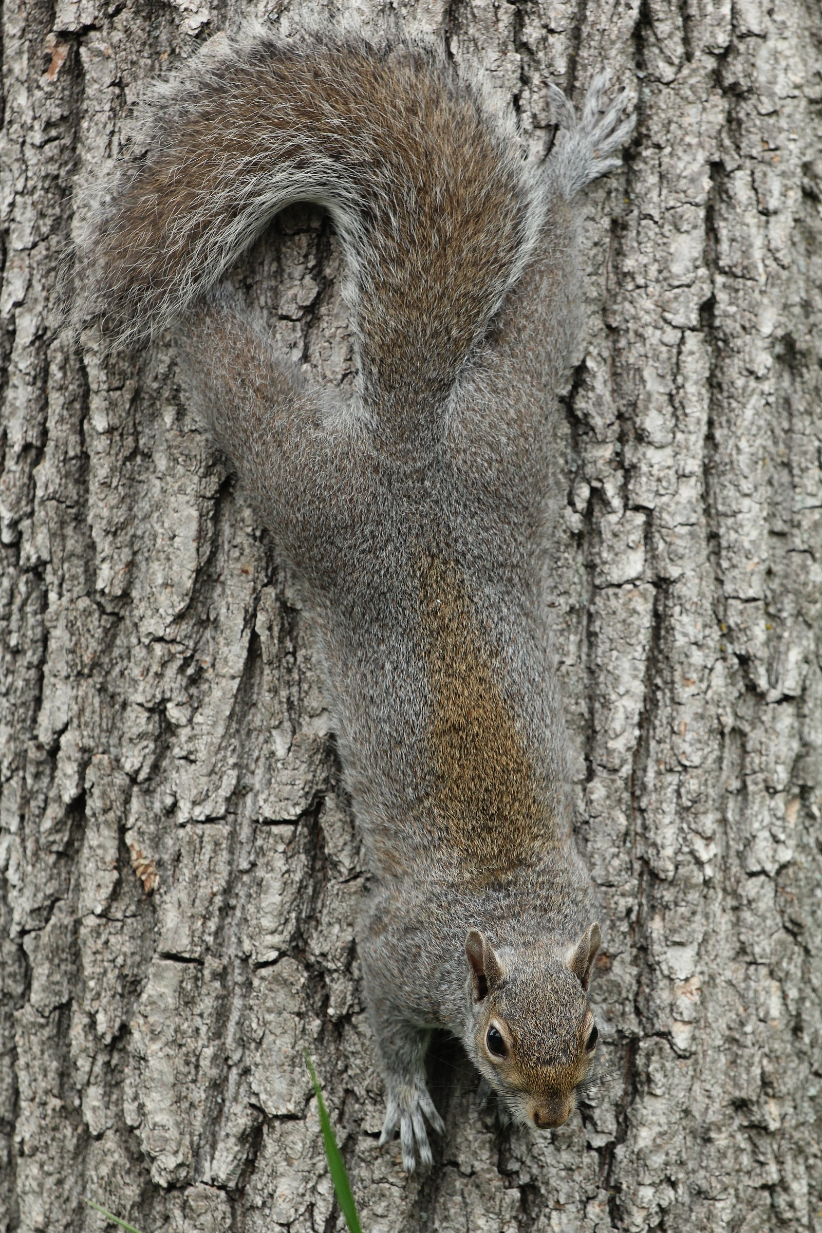Il sangue alla testa?