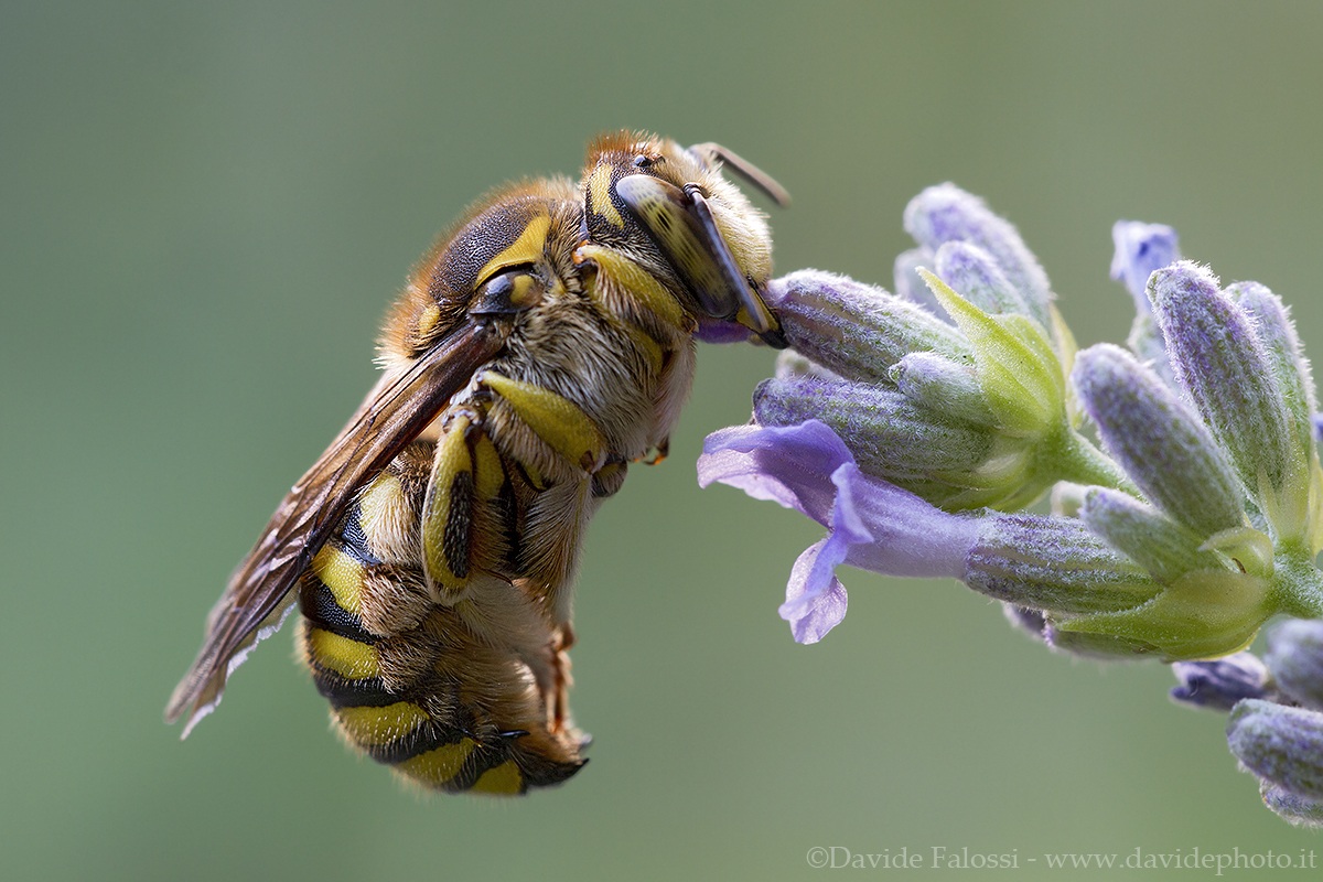 Nomada appesa