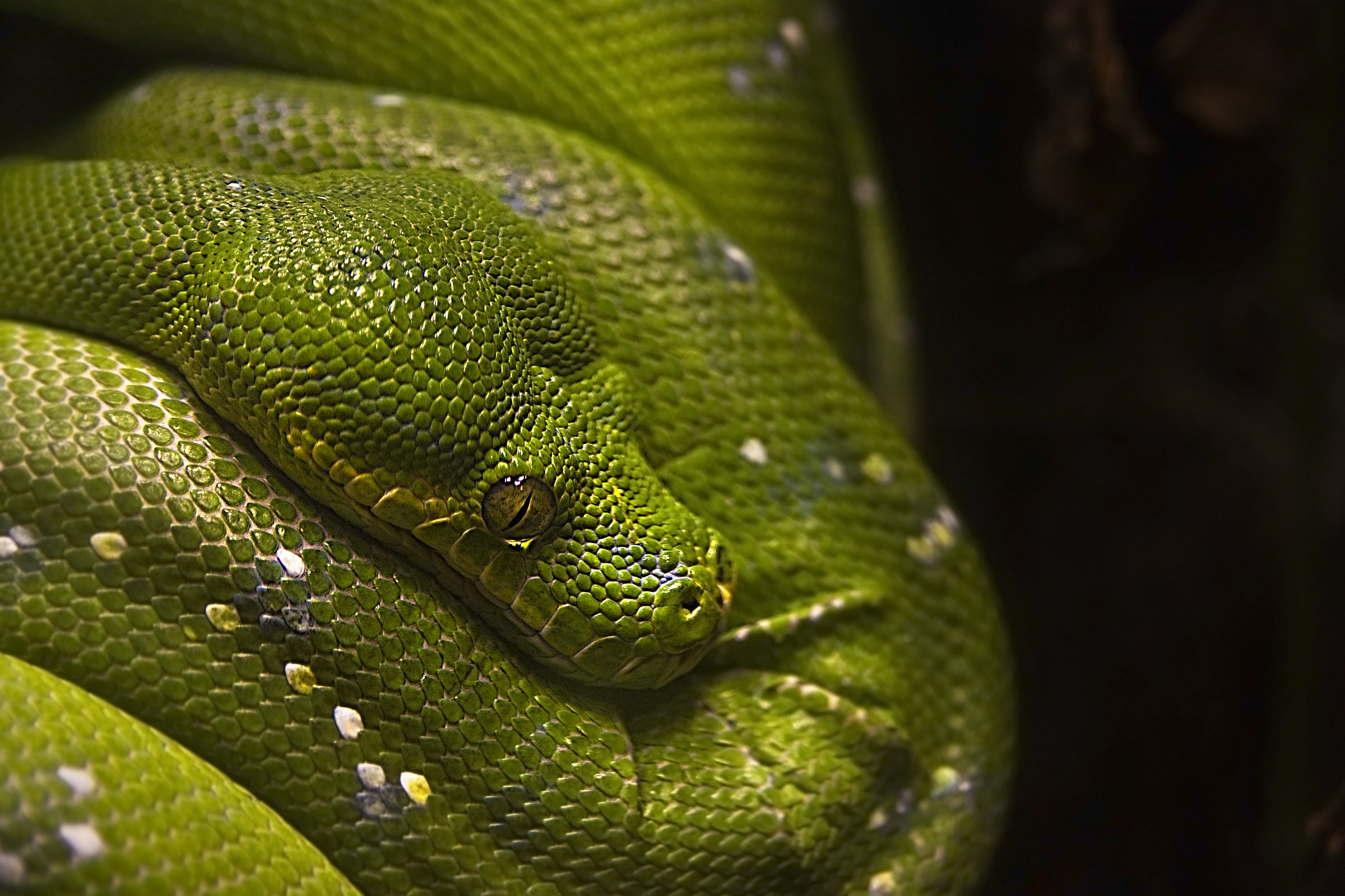pitone verde (cattività) - acquario di genova
