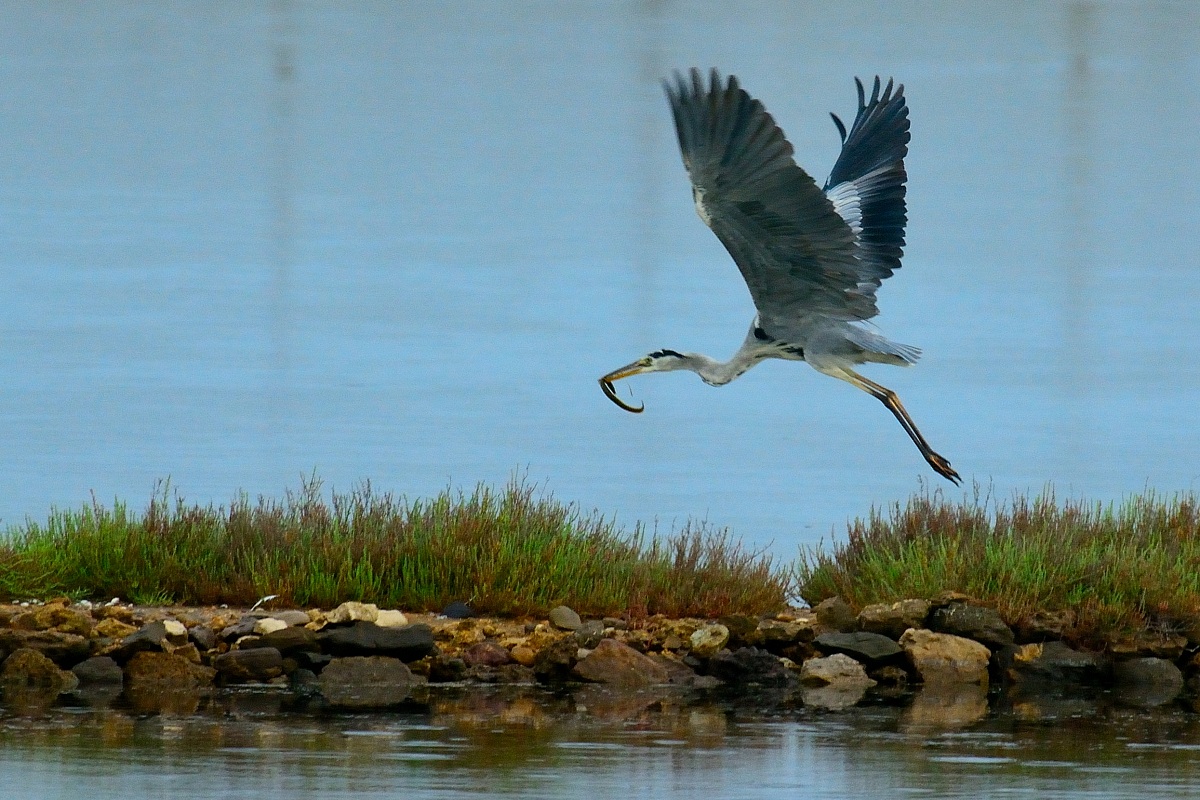 Grey Heron with eel