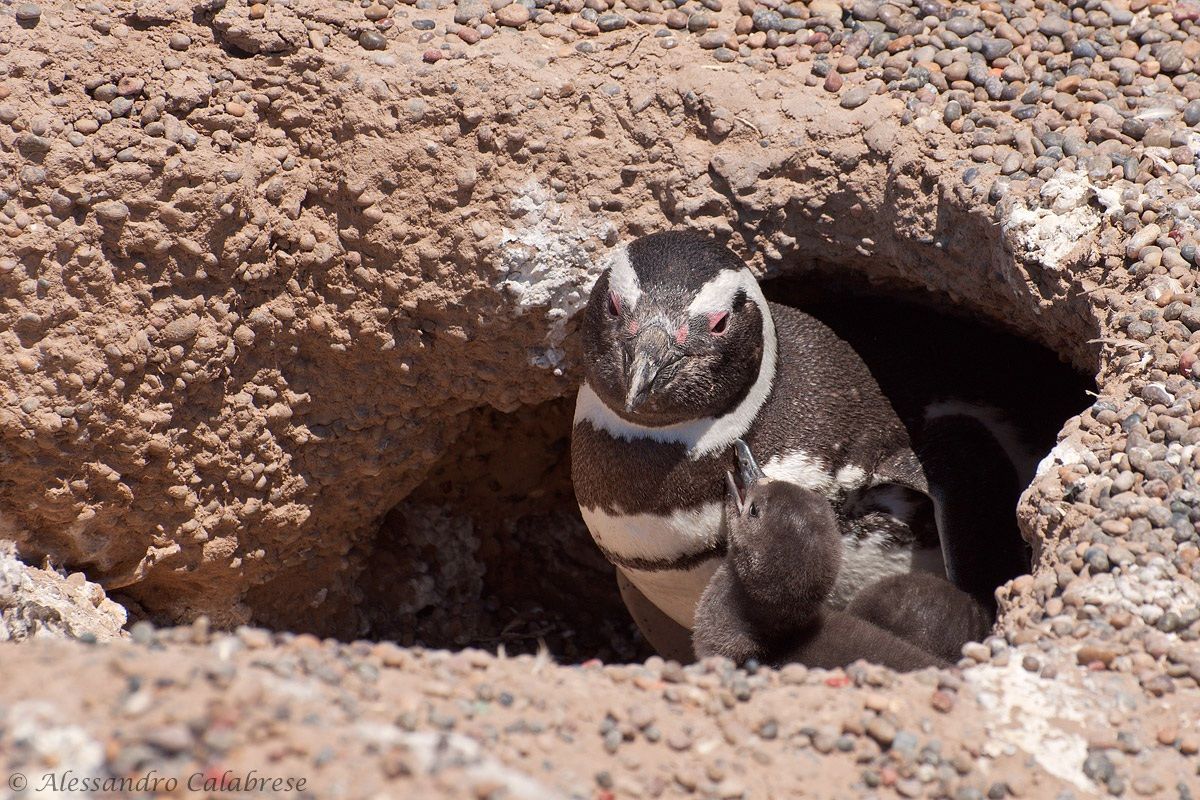 Pinguino di Magellano al nido