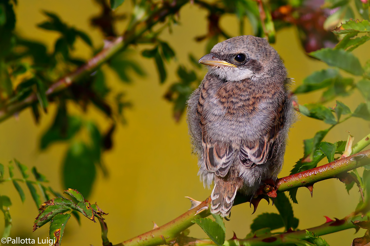 Averla piccola (Lanius collurio)