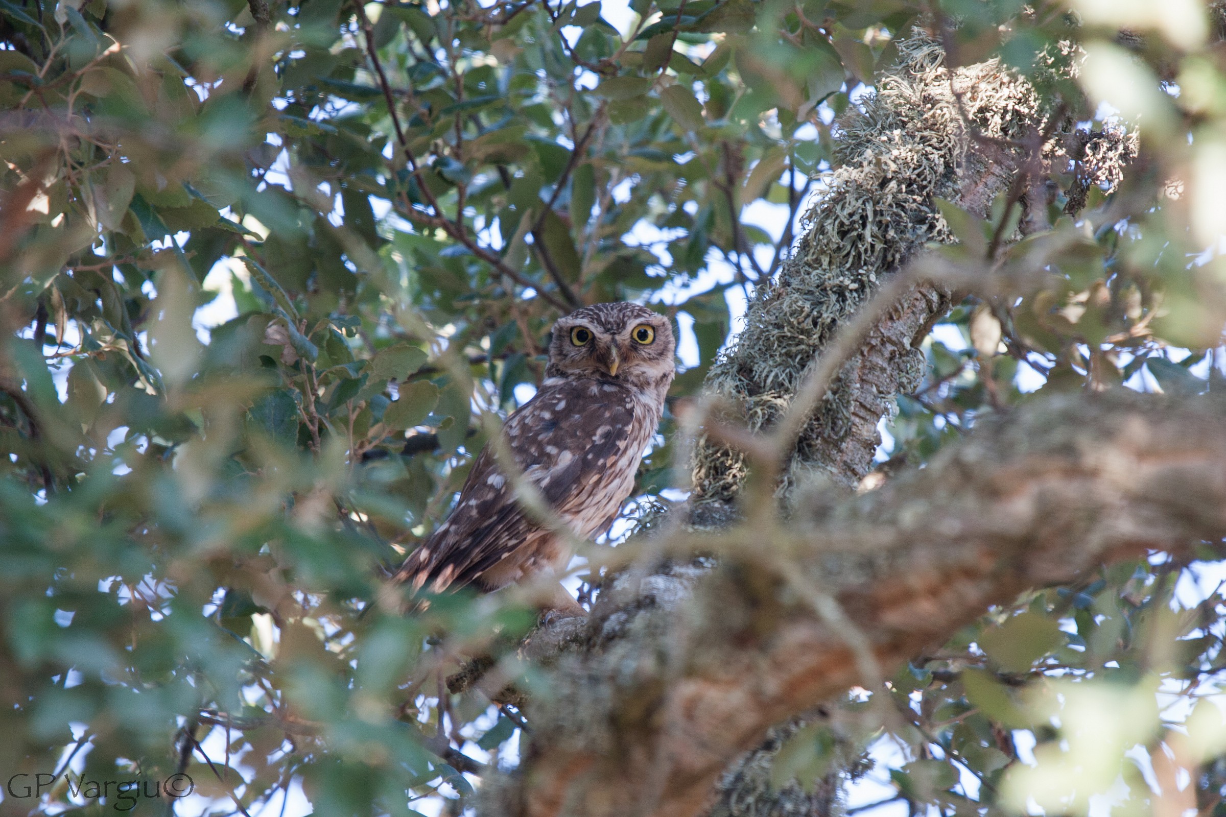 La mia prima civetta