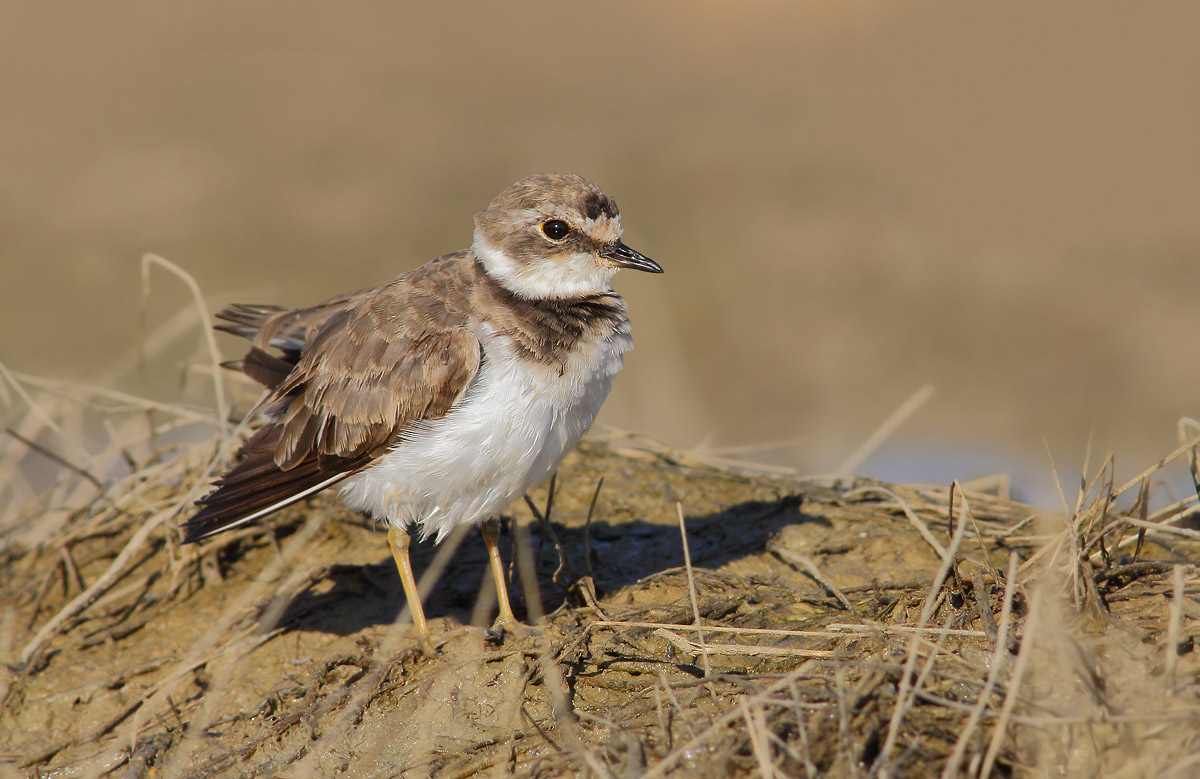 Little Ringed Plover
