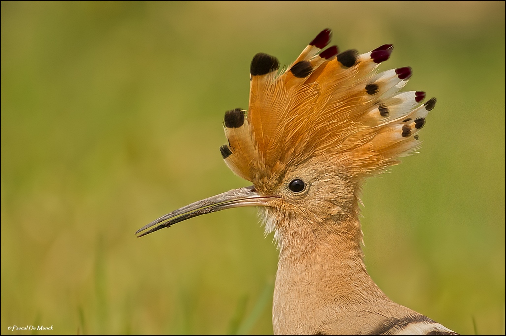 Hoopoe
