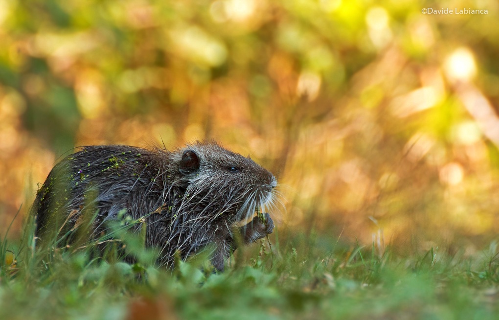 young nutria