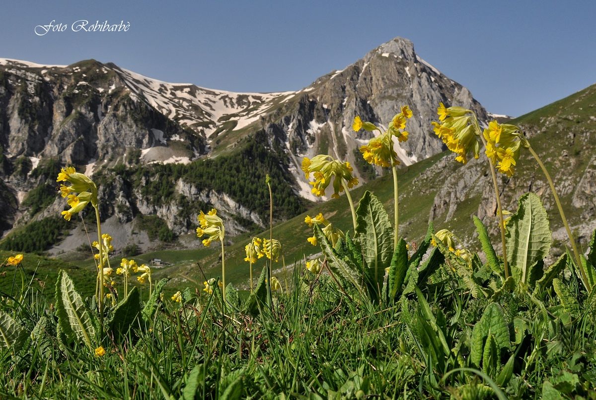 Ricordi alpini...
