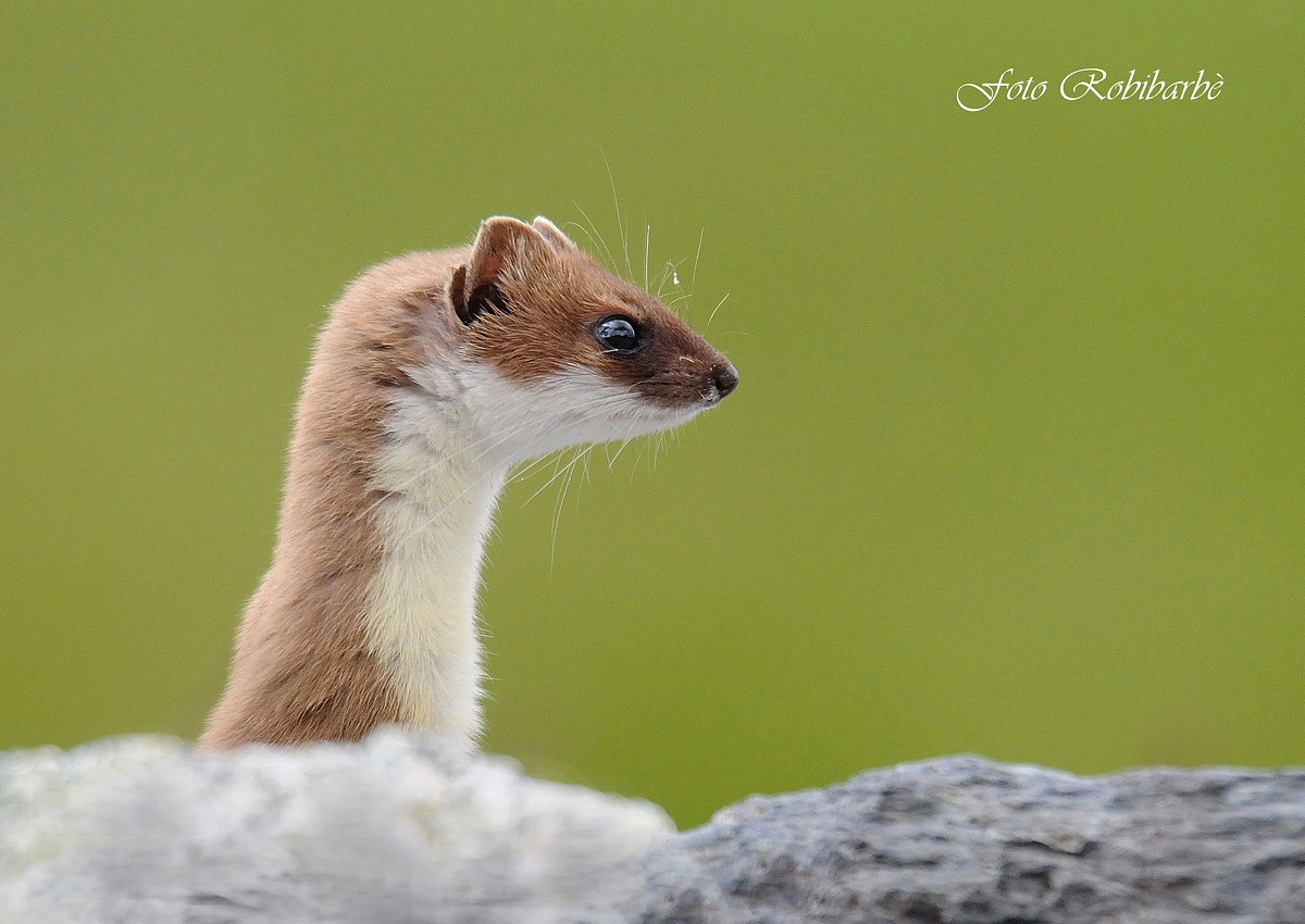 Ermine ... the periscope ....