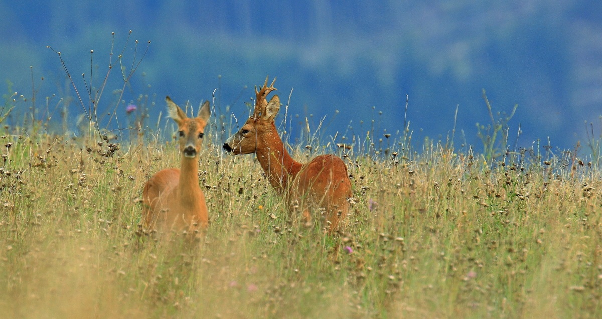 Maschio e femmina di capriolo