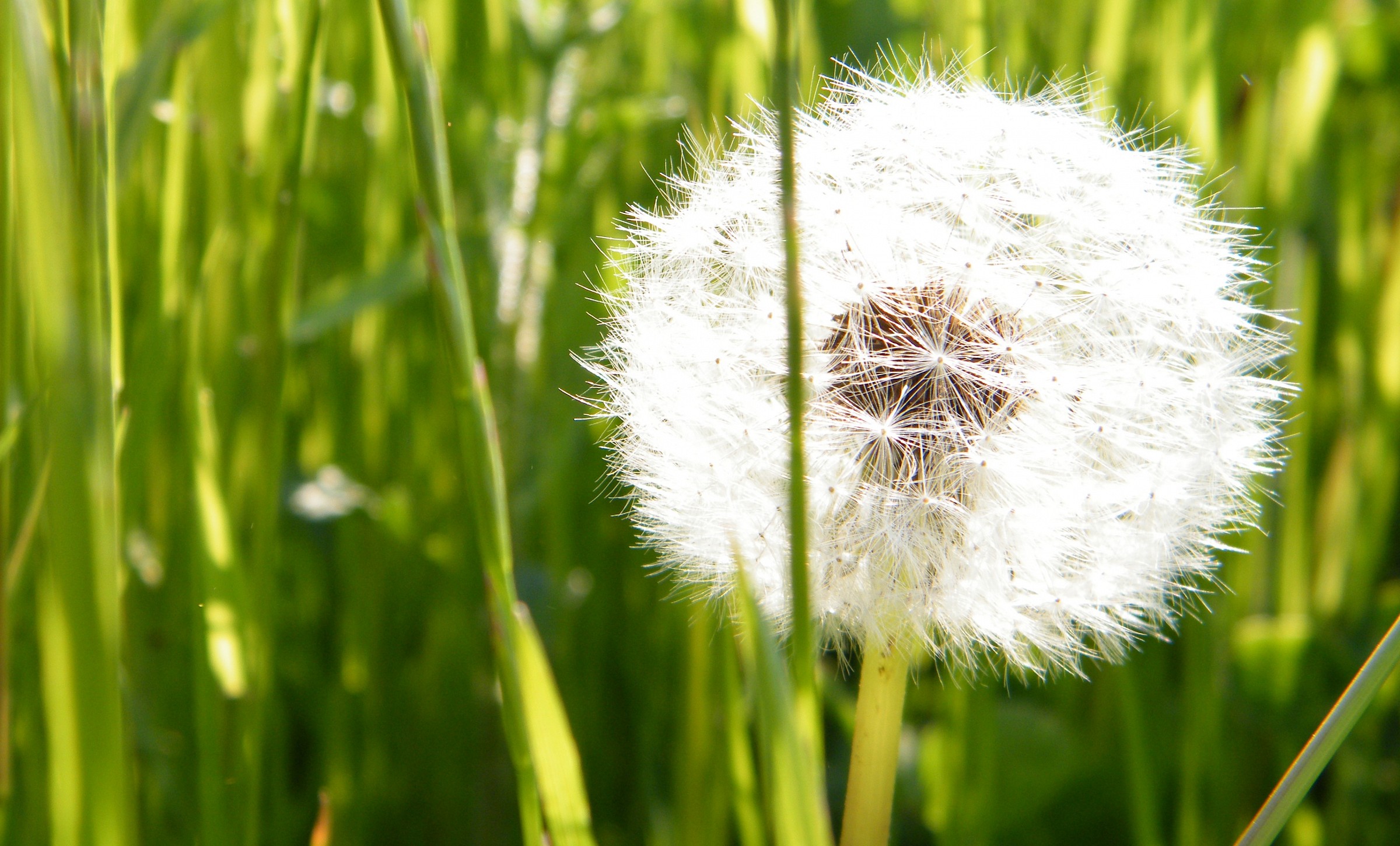 Dandelion