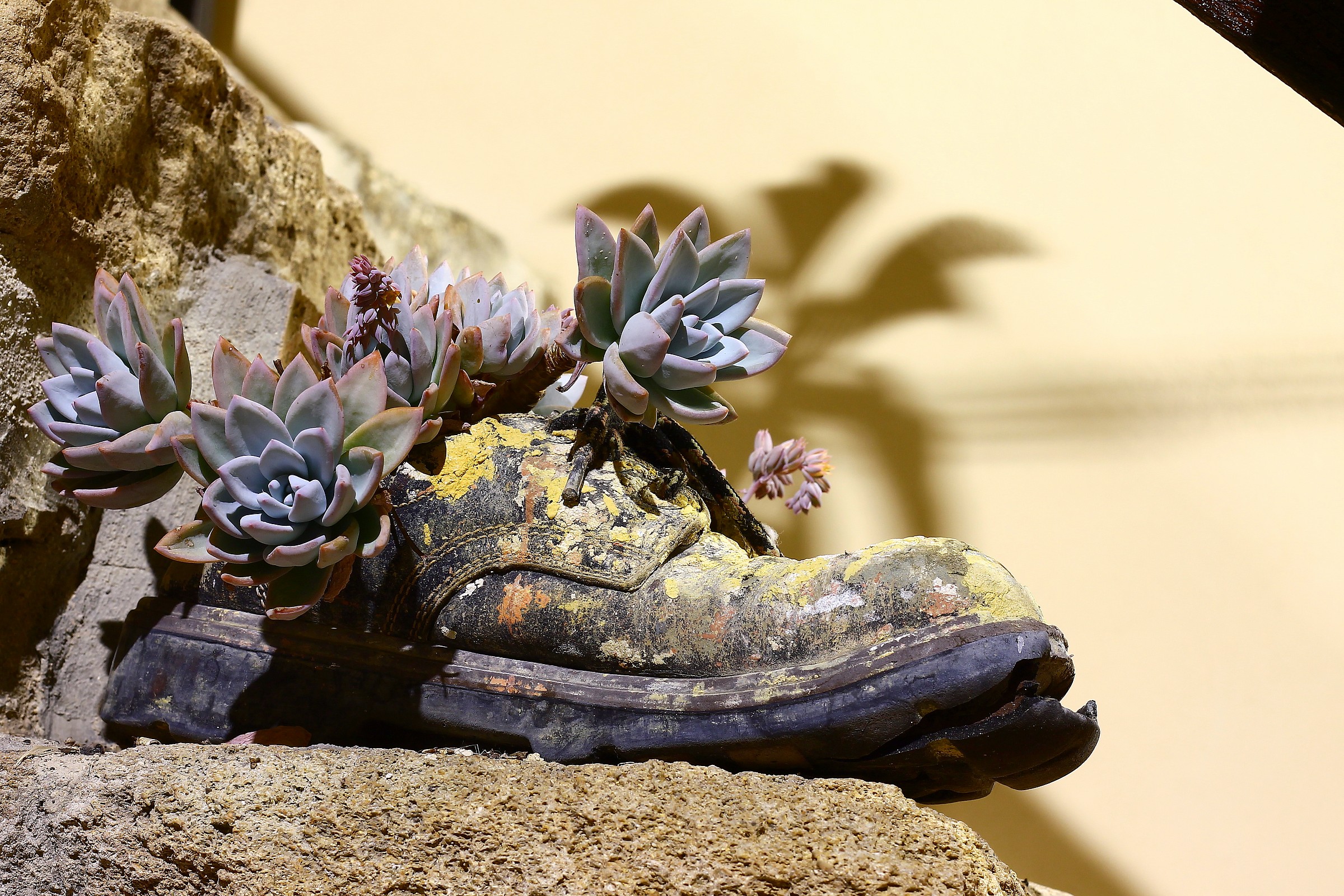 Due piante in una scarpa