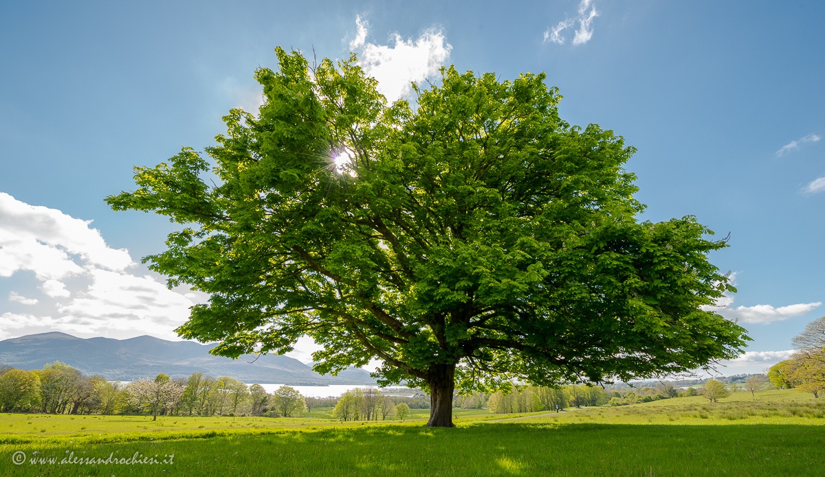 Tree in Killarney National Park