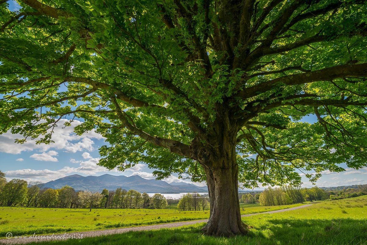 Under the tree at the Killarney national park
