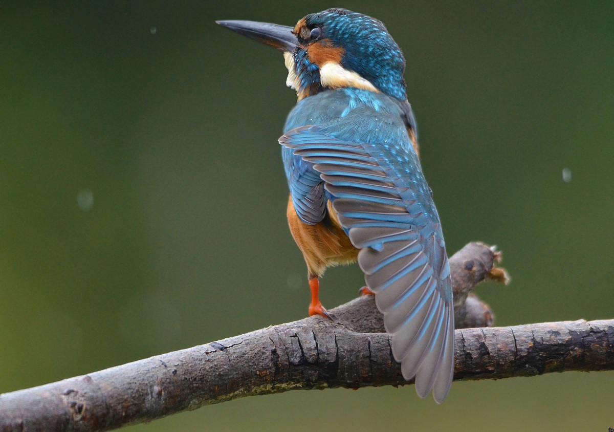piove,mondo ladro!!!