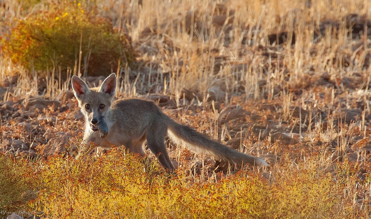 Volpe Rossa Siciliana