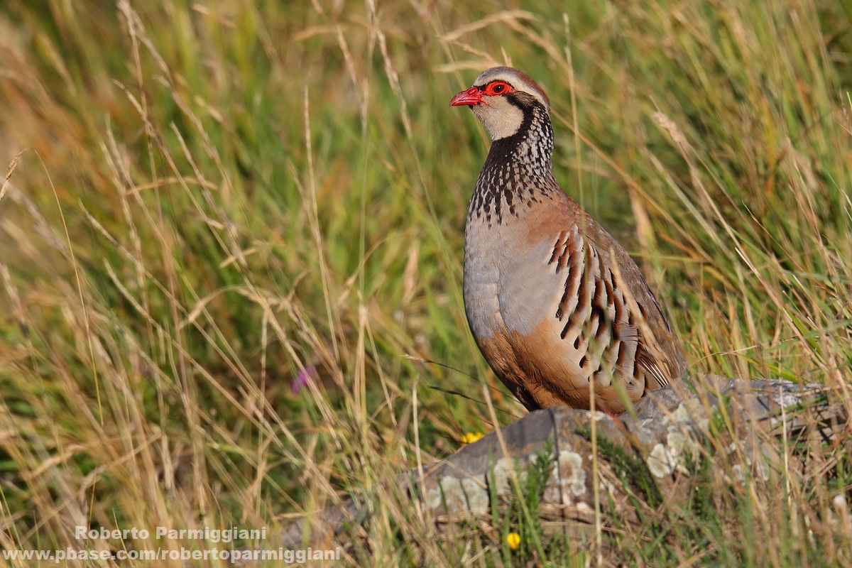Red-legged Partridge Part II