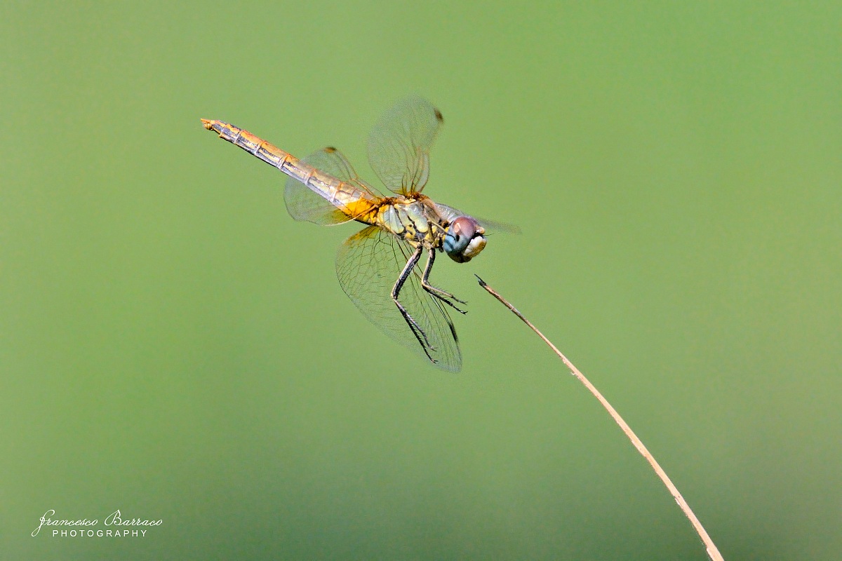 Dragonfly in flight