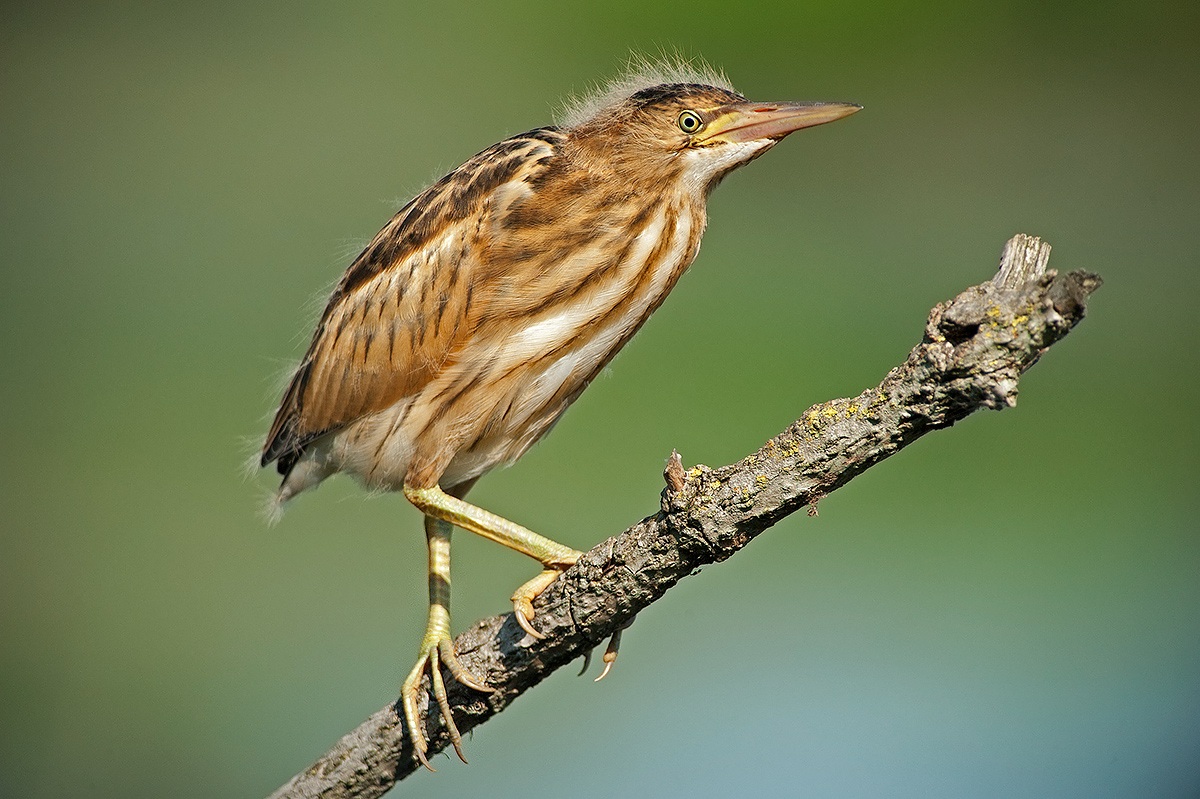 young bittern