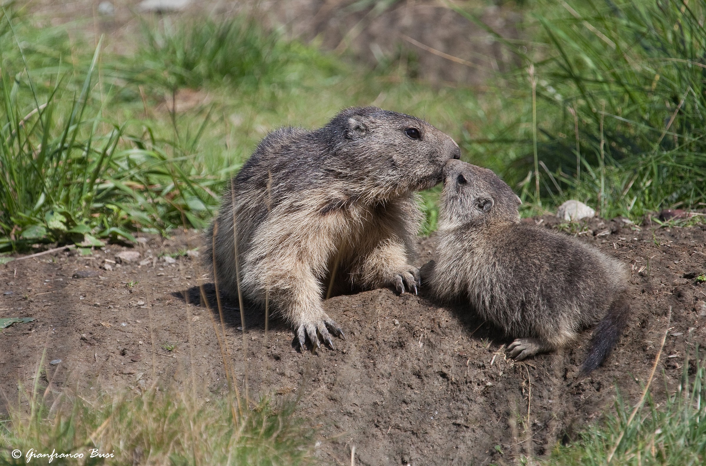marmotta con piccolo