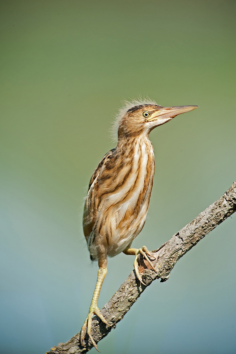 young bittern