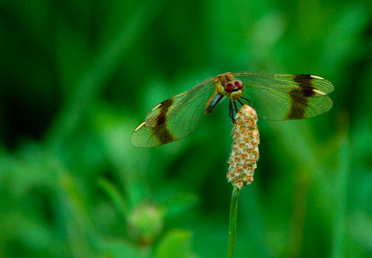 libellula dagli occhi rossi