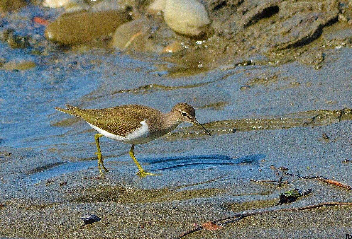 piro piro culbianco nel Panaro