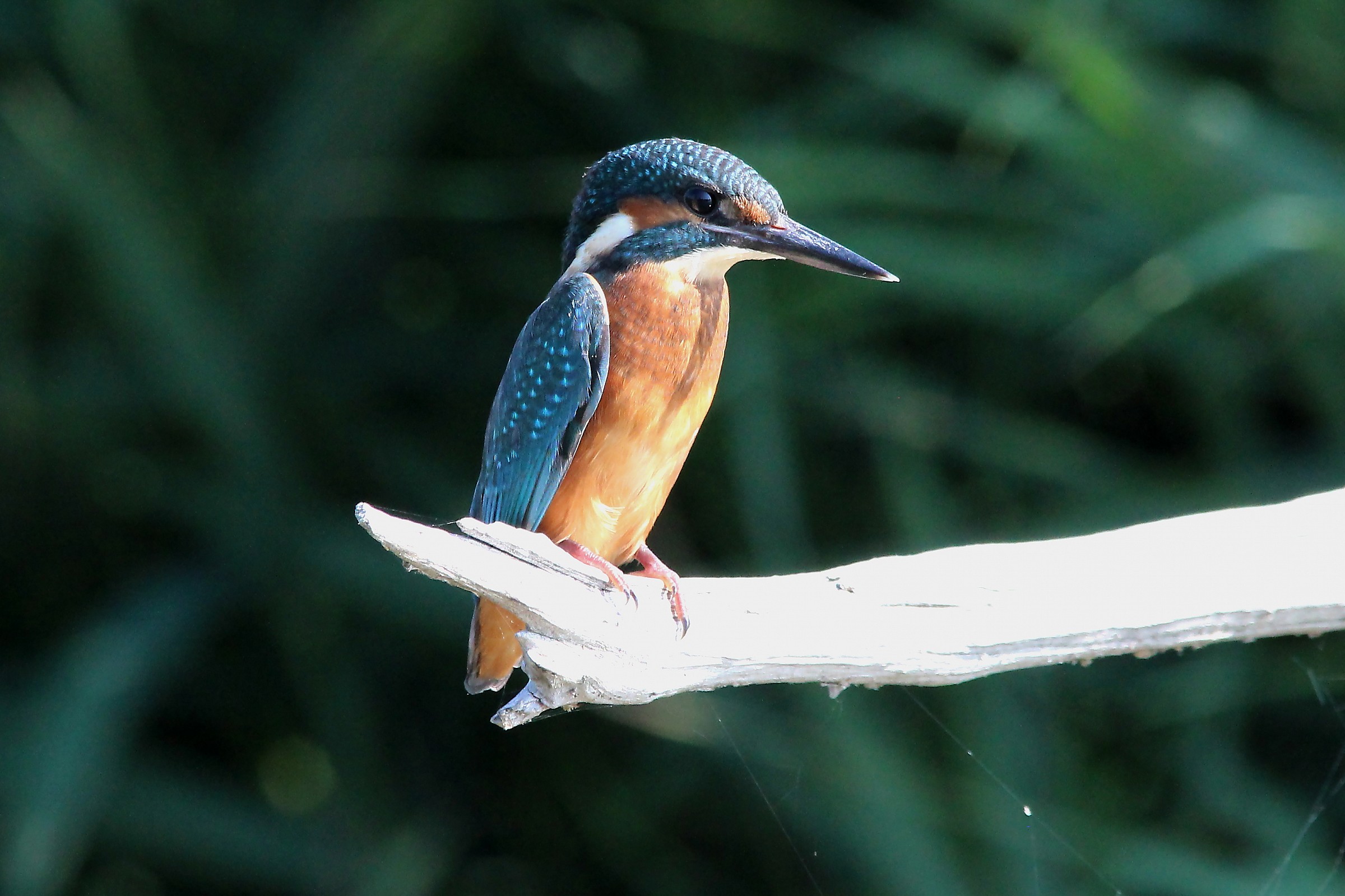 Il mio primo martino
